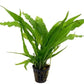Potted Live Aquarium Plants Bundle - Easy and Snail Free Aquatic Plants (3 Pots)
