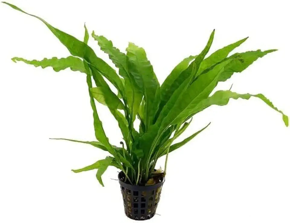 Potted Live Aquarium Plants Bundle - Easy and Snail Free Aquatic Plants (3 Pots)