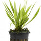 Potted Live Aquarium Plants | Freshwater Aquatic Plants for Aquariums (Potted Narrow Leaf Sword)