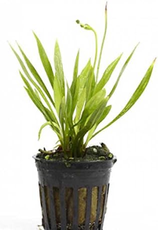 Potted Live Aquarium Plants | Freshwater Aquatic Plants for Aquariums (Potted Narrow Leaf Sword)