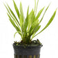 4 Potted Live Aquarium Plants Bundle - Anubia, Amazon Sword, Kleiner Bar, Narrow Leaf