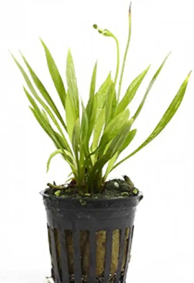 4 Potted Live Aquarium Plants Bundle - Anubia, Amazon Sword, Kleiner Bar, Narrow Leaf