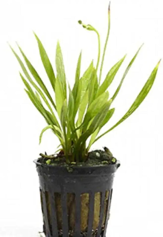 Potted Live Aquarium Plants | Freshwater Aquatic Plants for Aquariums (Potted Narrow Leaf Sword)