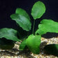Anubias Barteri - Low Light and Easy Aquatic Plant