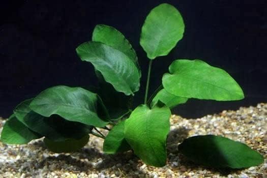 Anubias Barteri - Low Light and Easy Aquatic Plant
