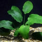 3 Aquatic Plants Bundle | Live Plants for Freshwater Aquariums (3 X Anubias VAR Nana Plants)