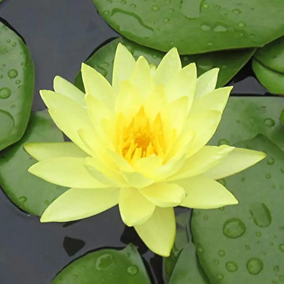 Water Lily Bundle (Top 4 IWGS Award) - 4 Pre-Grown Hardy Lilies Rhizomes in Purple White, Pink, Yellow, Orange