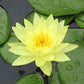 Water Lily Rhizomes Bundle - 3 Pre-Grown Hardy Lilies TUBERS in Pink, Yellow, Orange from AquaLeaf Aquatics