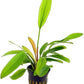 Potted Live Aquarium Plants | Freshwater Aquatic Plants for Aquariums (Rubin Sword)