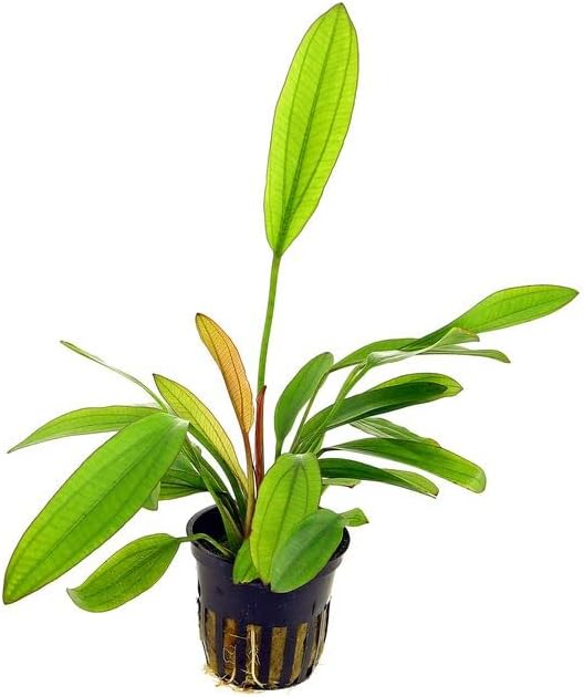 Potted Live Aquarium Plants | Freshwater Aquatic Plants for Aquariums (Rubin Sword)