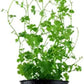 Hydrocotyle Tripartita - 1 Pot - Live Aquatic Plant