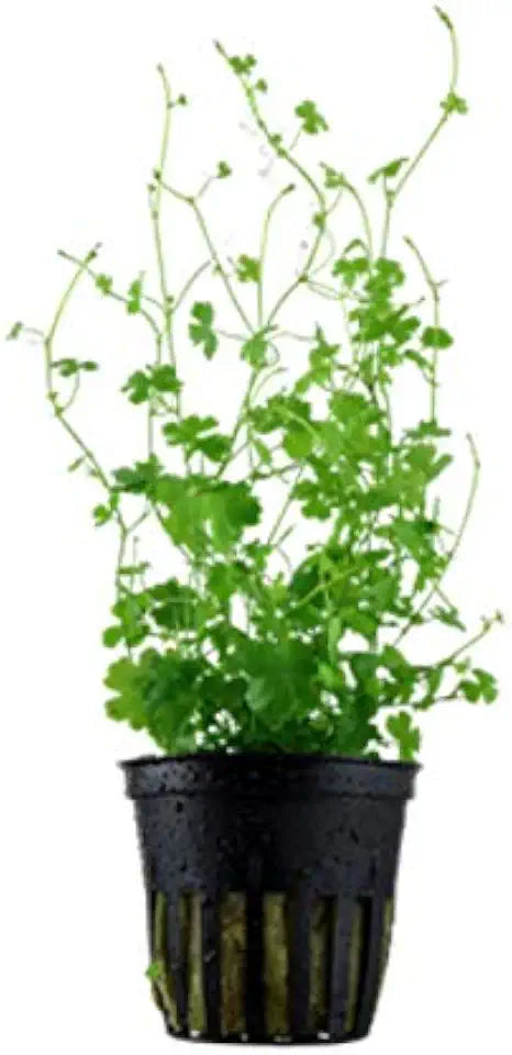 Hydrocotyle Tripartita - 1 Pot - Live Aquatic Plant