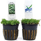 Potted Dwarf Baby Tears Aquarium Live Plant by AquaLeaf Aquatics