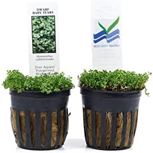 Potted Dwarf Baby Tears Aquarium Live Plant by AquaLeaf Aquatics