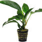 Potted Anubias Plants | Live Freshwater Aquatic Plants for Aquariums and Terrariums - Low Light, Low Maintenance Plants. (Potted Anubias Frazeri)