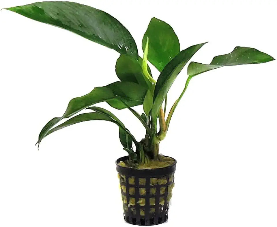 Potted Anubias Plants | Live Freshwater Aquatic Plants for Aquariums and Terrariums - Low Light, Low Maintenance Plants. (Potted Anubias Frazeri)