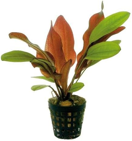 Potted Red Flame Sword - Beginner Tropical Live Aquarium Plant