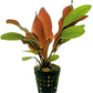 Potted Red Flame Sword - Beginner Tropical Live Aquarium Plant