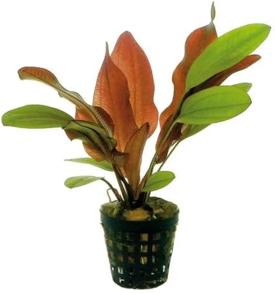 Potted Red Flame Sword - Beginner Tropical Live Aquarium Plant