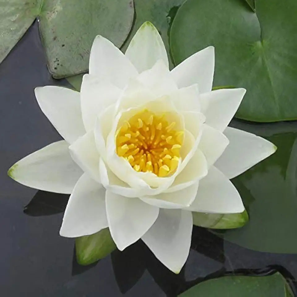 Water Lily Bundle (Top 4 IWGS Award) - 4 Pre-Grown Hardy Lilies Rhizomes in White, Red, Yellow, Orange