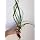 Jungle Vallisneria Rooted Plants 1.5-2 Feet Tall - Easy Background Aquarium Plants