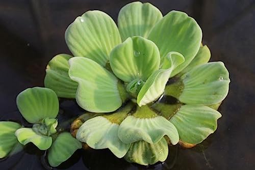Water Lettuce | Live Floating Pond Plants for Water Gardens (Water Lettuce, 3, Count)