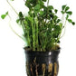Foreground Potted Live Aquarium Plants | Freshwater Aquatic Plants for Aquariums (Potted Dwarf Cloverleaf)