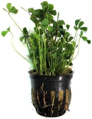 Foreground Potted Live Aquarium Plants | Freshwater Aquatic Plants for Aquariums (Potted Dwarf Cloverleaf)