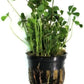 Potted Live Aquarium Plants | Freshwater Aquatic Plants for Aquariums (Clover Leaf)