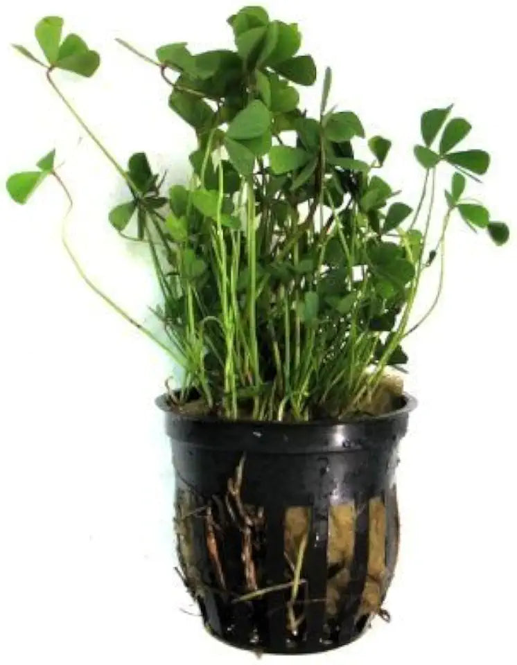Potted Live Aquarium Plants | Freshwater Aquatic Plants for Aquariums (Clover Leaf)