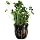 Potted Dwarf Four Leaf Clover - Easy Carpet Aquarium Plant by West Coast Aquatics