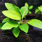 Potted Anubias Golden Aquarium Plant