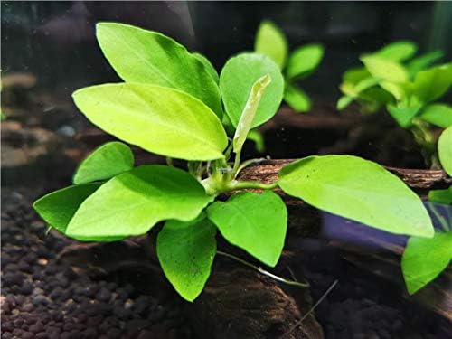 Potted Anubias Golden Aquarium Plant