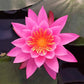 Water Lily Bundle (Top 4 IWGS Award) - 4 Pre-Grown Hardy Lilies Rhizomes in Purple White, Pink, Yellow, Orange