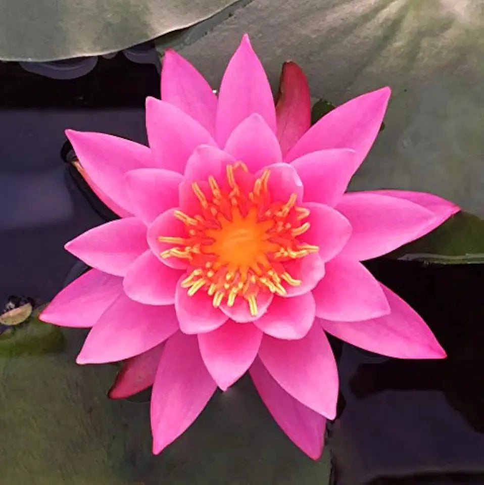 Water Lily Rhizomes Bundle - 3 Pre-Grown Hardy Lilies TUBERS in Pink, Yellow, Orange from AquaLeaf Aquatics