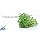 Staurogyne Repens Tissue Cultured - Foreground Aquarium Plant