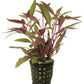 Potted Live Aquarium Plants | Freshwater Aquatic Plants for Aquariums (Potted Telanthera Rosefolia (Alternanthera reineckii))