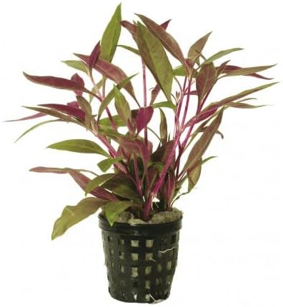 Potted Live Aquarium Plants | Freshwater Aquatic Plants for Aquariums (Potted Telanthera Rosefolia (Alternanthera reineckii))