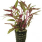 Potted Live Aquarium Plants | Freshwater Aquatic Plants for Aquariums (Telanthera Rosefolia)