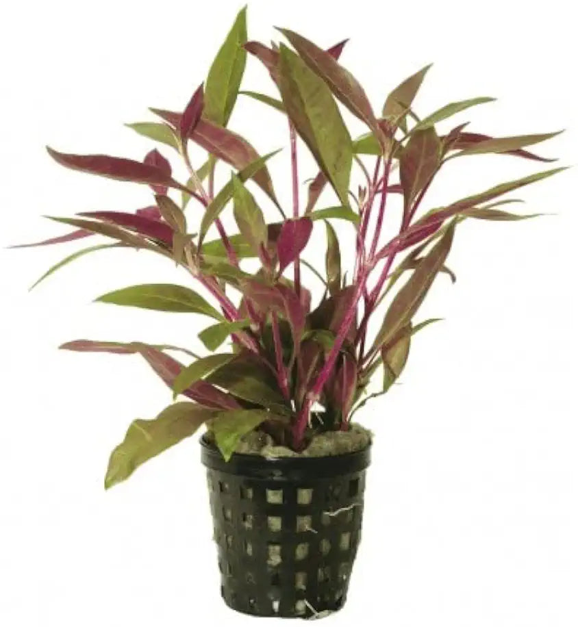 Potted Live Aquarium Plants | Freshwater Aquatic Plants for Aquariums (Potted Telanthera Rosefolia (Alternanthera reineckii))