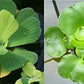 Water Lettuce (Pistia stratiotes) + Common Water Hyancinth (Eichhornia crassipes) Bundle - Floating Live Pond Plants