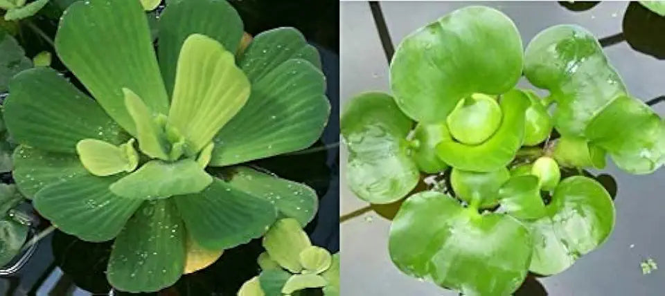 Water Lettuce (Pistia stratiotes) + Common Water Hyancinth (Eichhornia crassipes) Bundle - Floating Live Pond Plants