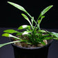 Potted Cryptocoryne Parva Live Aquatic Plant