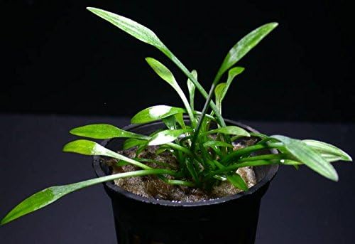 Potted Cryptocoryne Parva Live Aquatic Plant