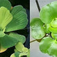 2 Water Lettuce + 2 Water Hyacinth Bundle - Floating Live Pond Plants for Outdoor Water Gardens