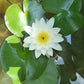 Live Water Lily Tubers | Pre-Grown Hardy Lily Rhizome in White, Pink, Red, Yellow, Orange, Purple (White)