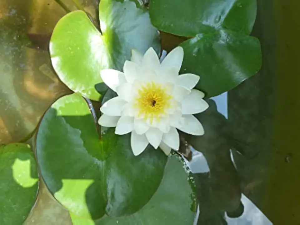 Live Water Lily Tubers | Pre-Grown Hardy Lily Rhizome in White, Pink, Red, Yellow, Orange, Purple (White)
