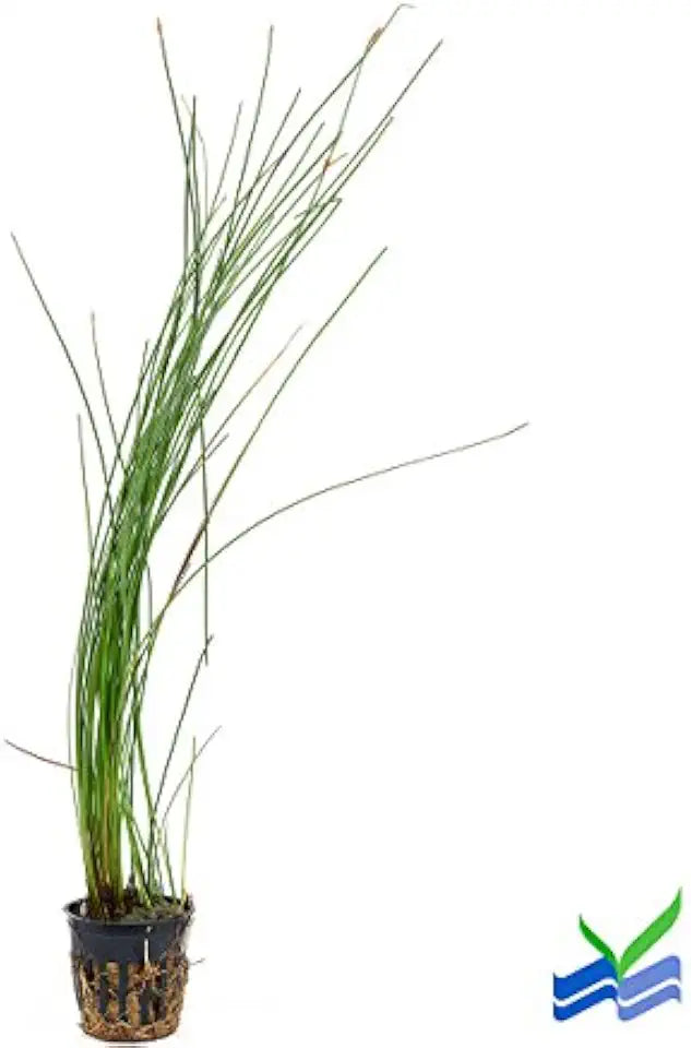 AQUARIUM PLANTS DISCOUNTS Potted Tall Hairgrass by AquaLeaf Aquatics - Easy Aquatic Live Plant