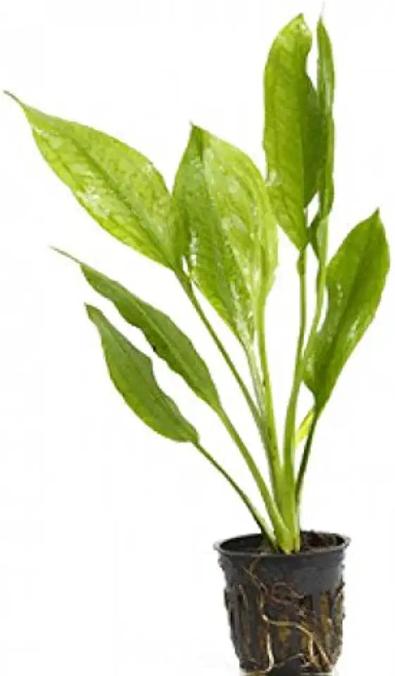 Potted Live Aquarium Plants Bundle - Easy and Snail Free Aquatic Plants (3 Pots)