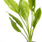 Potted Amazon Sword Plant - Beginner Tropical Live Aquarium Freshwater Plant